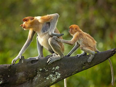 Bekantan Monyet Belanda Yang Menyukai Hutan Mangrove Id