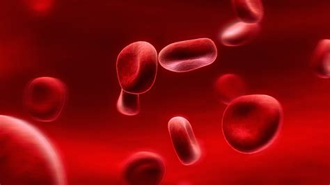 hemophilia thrombocytopenia anatomy physiology