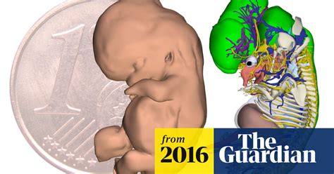 3d embryo atlas reveals human development in unprecedented detail