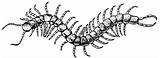 Centipedes Centipede Millipedes Uga Cienpies Caes sketch template