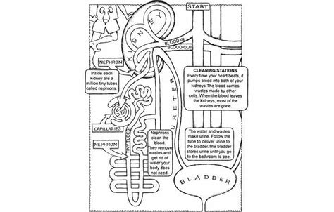 top  anatomy coloring pages   toddler coloring pages