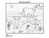 Ecosystem Ecosystems Geographic Marine Nationalgeographic sketch template