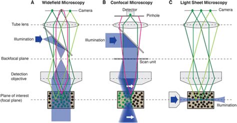 fast fluorescence microscopy  light sheets  biological