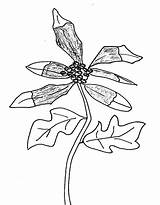 Coloring Growing Plants Sanguinaria Canadensis Coloringsky sketch template