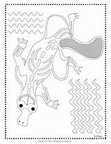 Platypus Aboriginal Indigenous Coloringbay Adults Designlooter Xray sketch template