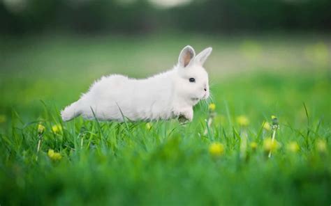 cute white rabbit images latest full hd pictures collections