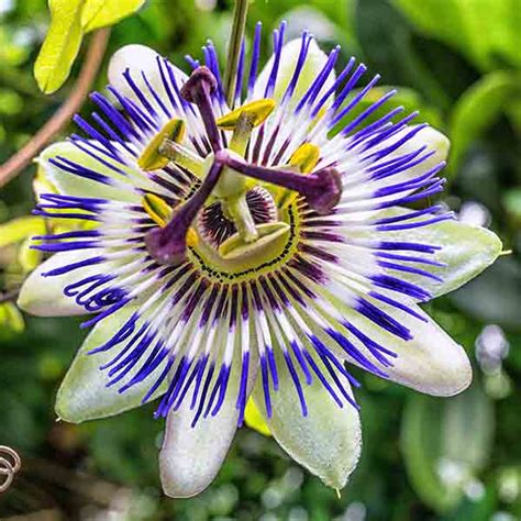 Passion Flower Passiflora Incarnata Rdv Products Natural Products