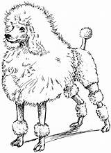 Poodle Toy Coloring Pages Printable Drawing Poodles Drawn Line Sketches Collaboration E1 Psf Clipart Color Size Getcolorings Print Visit Getdrawings sketch template