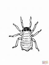Coloring Pages Aphid Greenfly Aphids Printable Coloringbay Supercoloring Categories sketch template