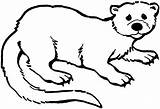 Otter Coloring Pages Curious sketch template