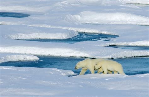 nature canada polar bear numbers  decline     year study