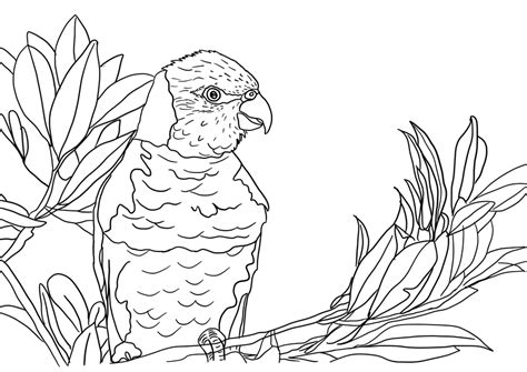 coloring page lineart drawing  image  pixabay