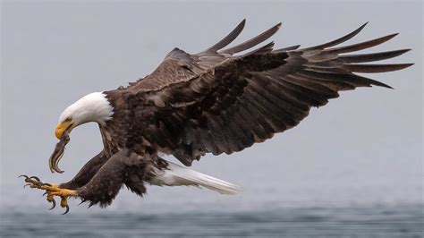 bald eagles  flight  idea