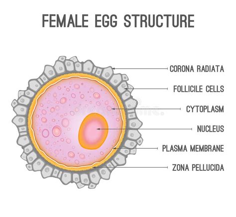 Female Egg Structure Stock Vector Illustration Of