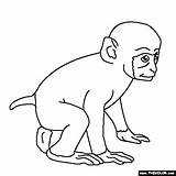 Monkey Coloring Pages Baby Drawing Spider Printable Print Realistic Thecolor Real Getdrawings sketch template