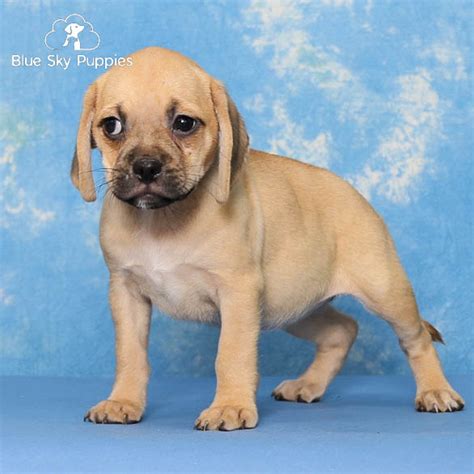 puggle puppies  sale  clearwater blue sky puppies
