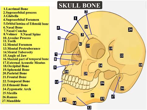 skull       bones  fact base