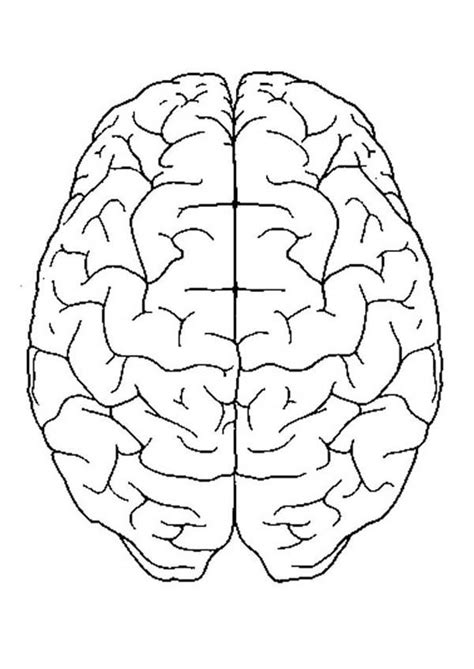 brain anatomy drawing  getdrawings
