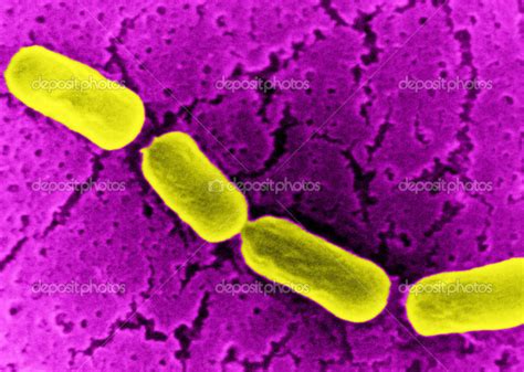 anaerobe bacillus stock photo  imagepointfr