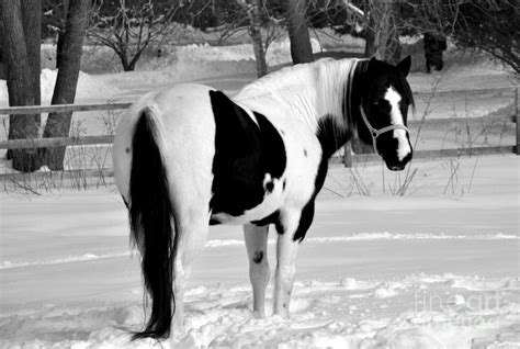 black  white horse photograph  loriannah hespe fine art america