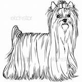 Yorkshire Terrier Yorkie Coloring Pages Dog Puppy Standing Adult Stencil Dogs Akc Book Print Templates Yorkies Sheets Puppies Template Choose sketch template