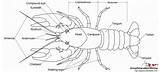 Crayfish Anatomy External Head Used sketch template