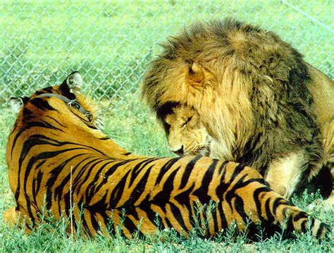 Cool Pictures View Tiger Vs Lion Historical Encounters