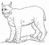 Lynx Coloring Draw Pages Drawing Step Supercoloring Animal Printable Tutorials Ett Ritar Hur Lodjur Man Kids Canada Categories Cat Sketch sketch template