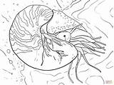 Nautilus Coloring Pages Chambered Printable Pompilius Colouring Supercoloring Drawing Skip Main Categories sketch template