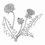 Coloring Botanical Lineart Dandelions Template Illustration Now Stock Vector Vectors sketch template