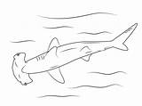 Coloring Shark Hammerhead Pages Printable Sharks Drawing Great Drawings Medium sketch template