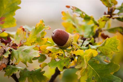 brown acorn oak tree autumn rowney woods photography