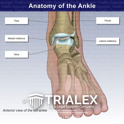 ankle anatomy ideas ankle anatomy anatomy massage therapy  xxx hot girl