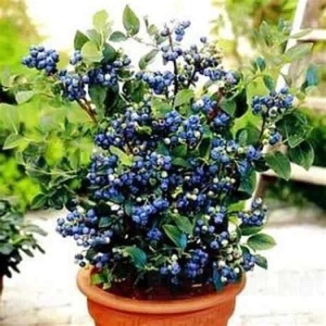 jual tanaman blueberry  cm bibit