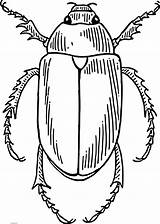Escarabajos Insectos sketch template