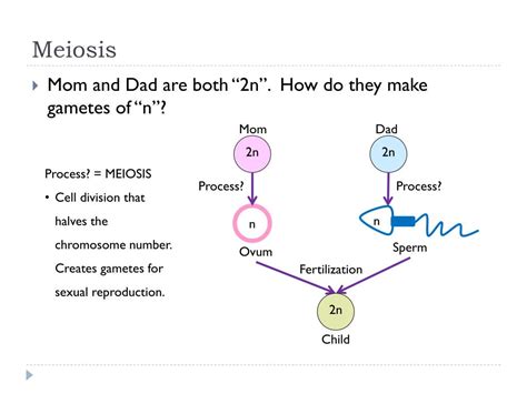 Ppt Meiosis Powerpoint Presentation Free Download Id 2195520
