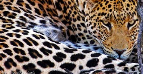 leopards spots