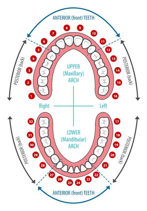 dental tooth numbers  surfaces