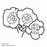 Phlox Flower Coloring Color Pages Index Own sketch template