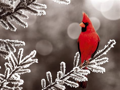 male cardinal perched   tree   snow birds photo