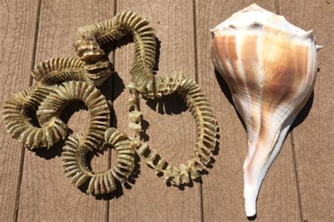 floridas lightning whelks   mysterious egg casings