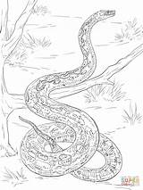 Constrictor Schlangen Mamba Ausmalbilder Schlange Reptiles Ausmalen Colorare Ausdrucken Realistic Malvorlagen Designlooter sketch template