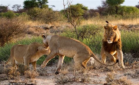 lioness shows her male partner who s boss when she spots a rival