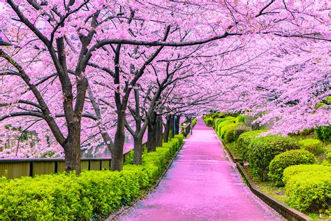 cherish  beauty  japans cherry blossoms kcp international