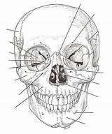 Skull Labeling sketch template