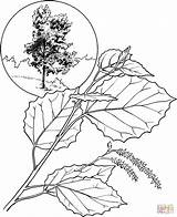 Aspen Coloring Pages Leaf Poplar American Drawing Tree Printable Getdrawings sketch template