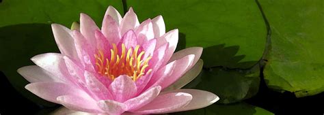 story bloom  lotus spa salon