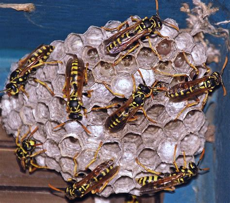 What Type Of Bee S Or Nests Do We Have Select Exterminating