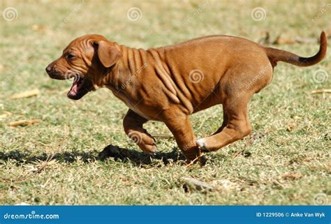 running puppy royalty  stock image image