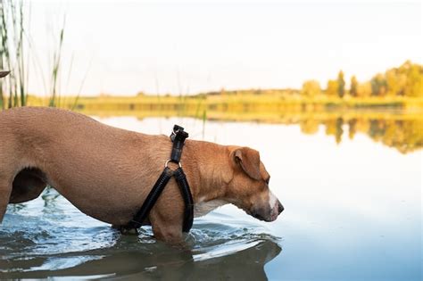 hond zwemmen gratis foto